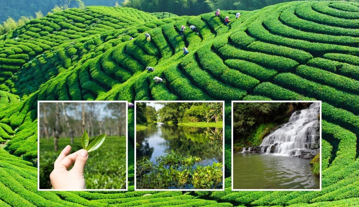 Assam tour package from Kolkata