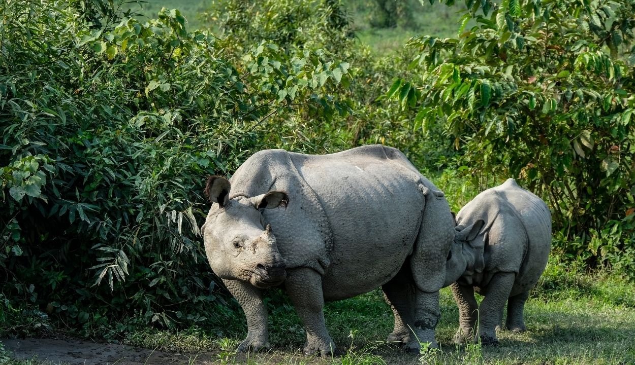 Assam tour package from Kolkata