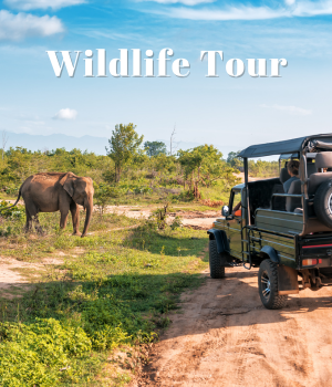 Wildlife Tour