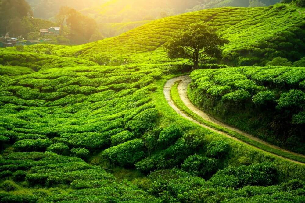 4N 5D Coorg Ooty Coonoor Tour Package from Bangalore