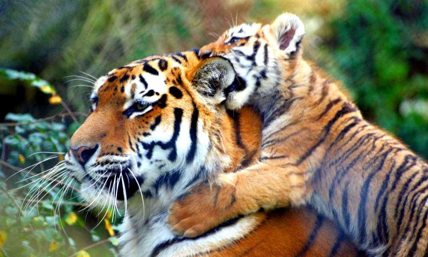 Sariska Wildlife Tour with Tiger Safari