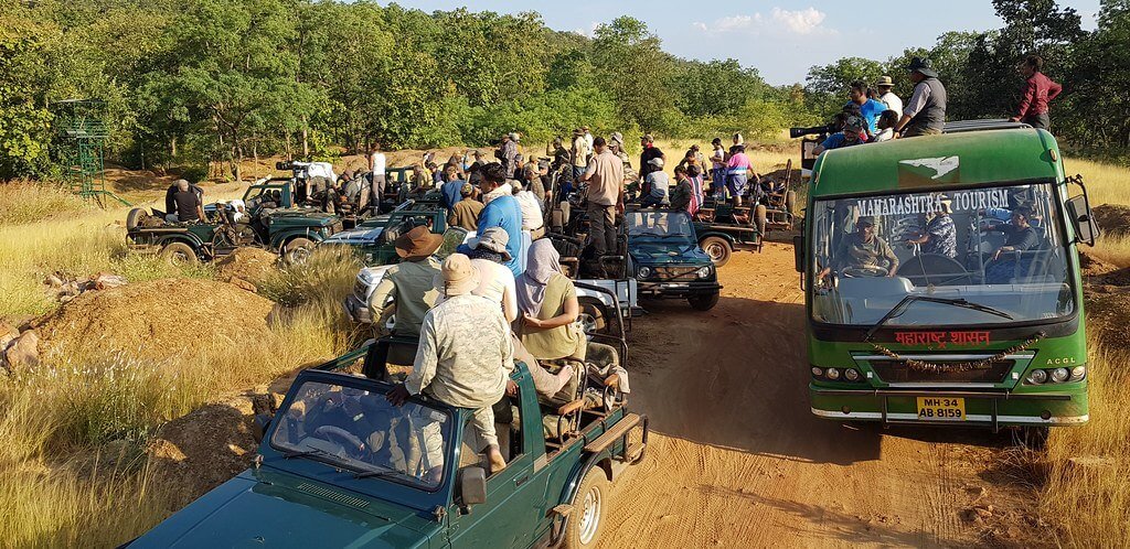 Tadoba and Pench Tiger Safari Tour