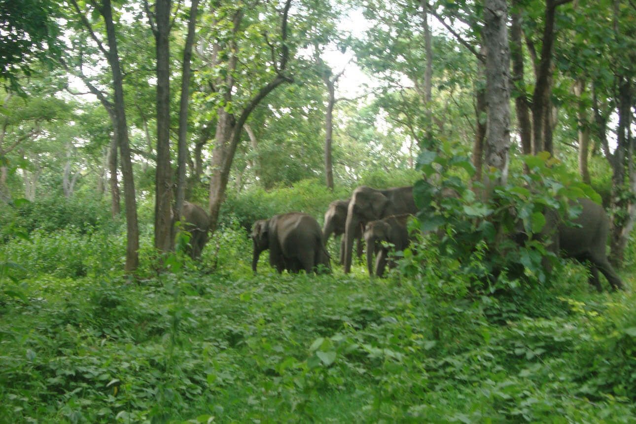 Karnataka Wildlife Tour