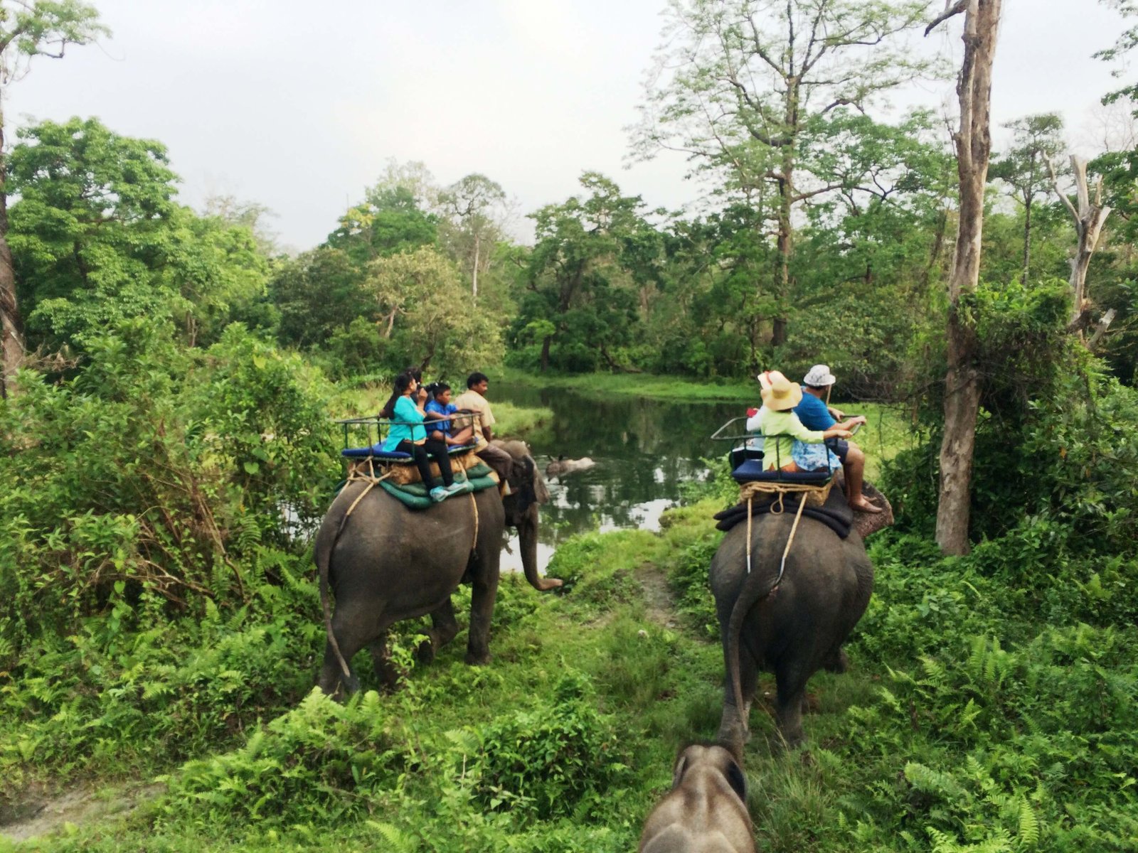 Gorumara & Jaldapara Wildlife Tour