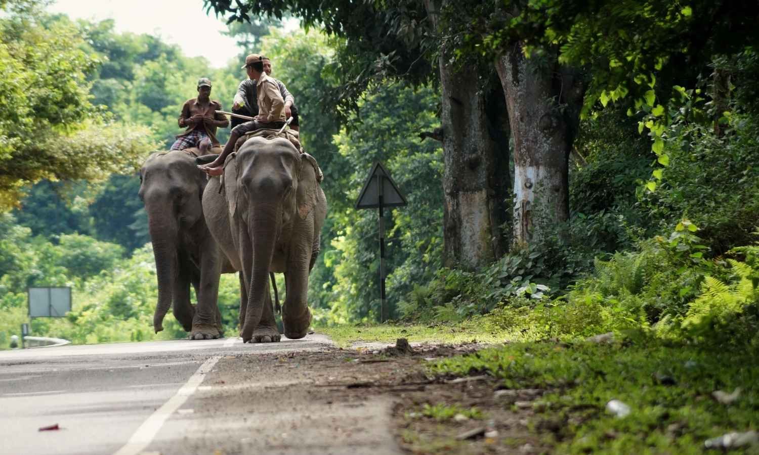 East India Wildlife Tour
