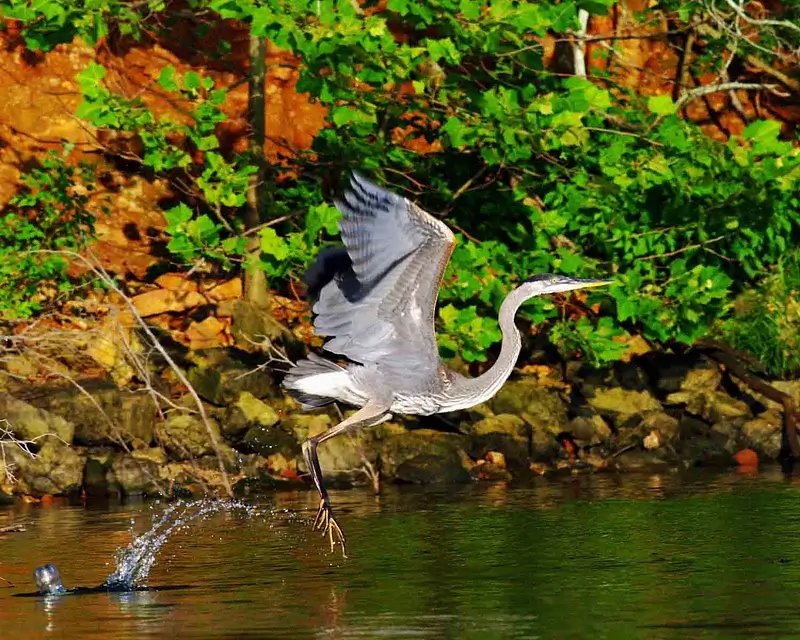 Western Ghats Bird-Watching Tour with Nilgiris