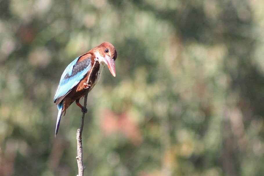 Gujarat Bird Watching and Wildlife Tour