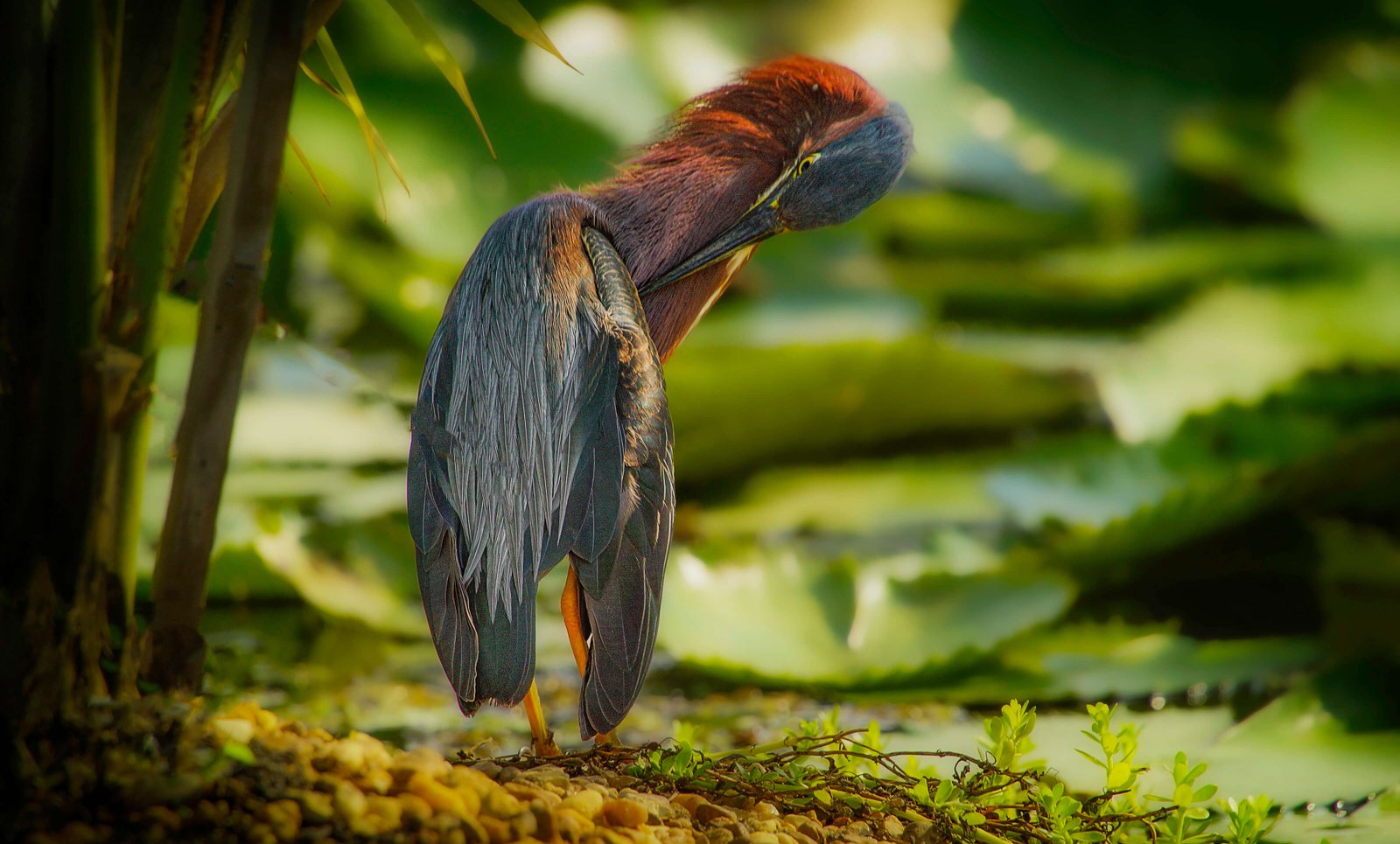 Ladakh Bird Watching Tour