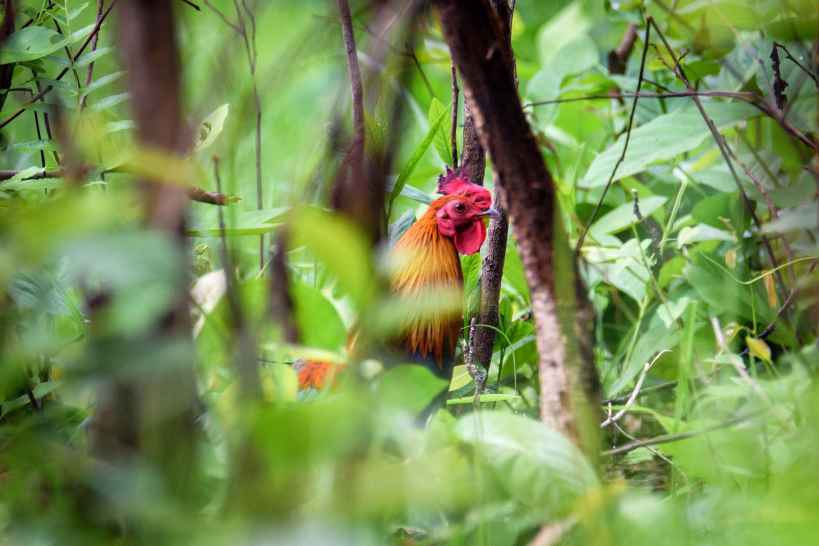 Wildlife Tour for India Nepal