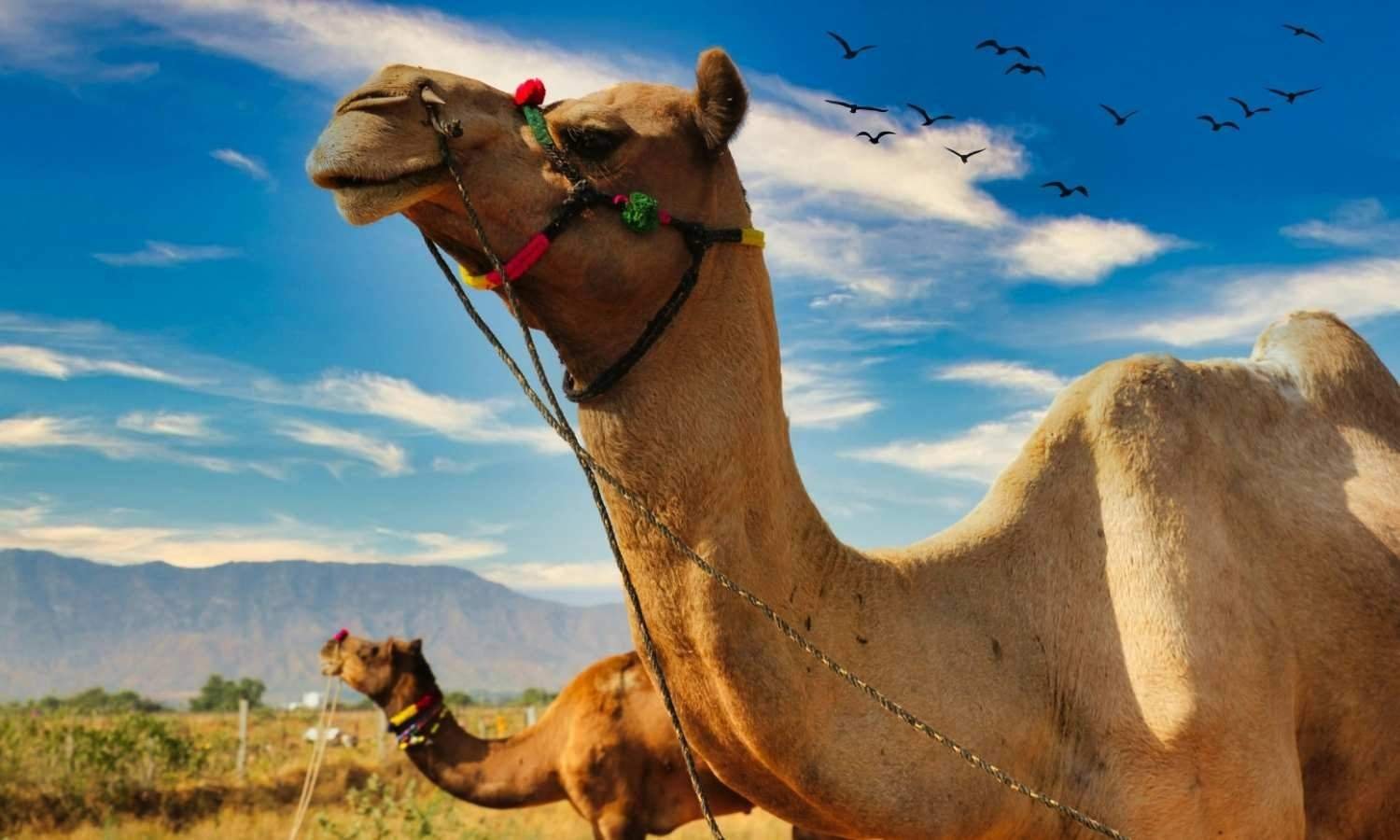 Rajasthan tour packages from Chennai