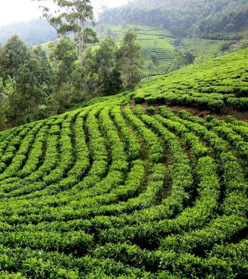 Assam tour package from Kolkata